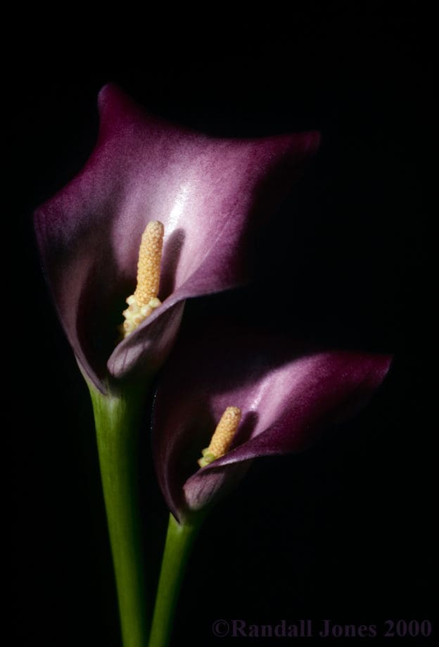 Calla Lilies The Connecticut Art Gallery