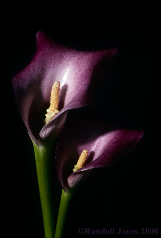 Calla Lilies - The Connecticut Art Gallery