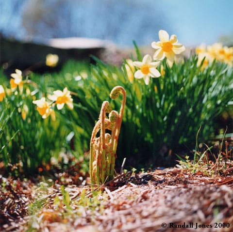 Fiddleheads