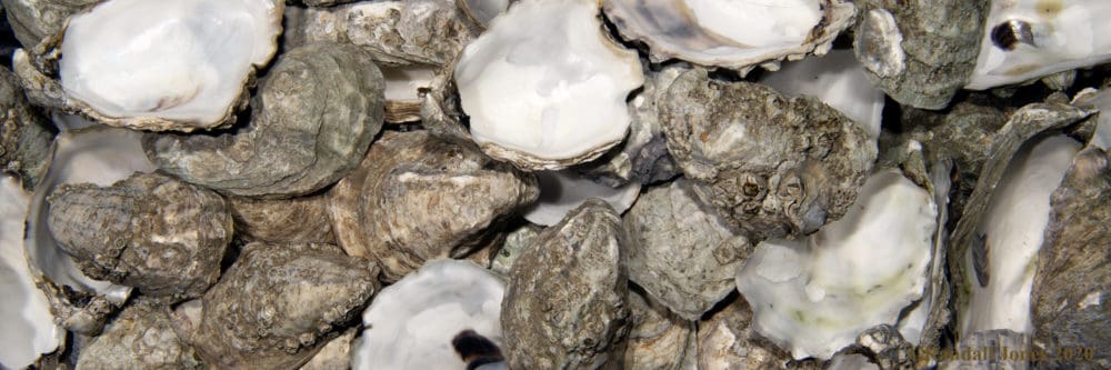 Oyster Shells